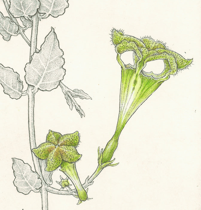 Hand colored etching - by ANGELL, Bobbi - titled: Parasol Flower - Ceropegia Sandersonii