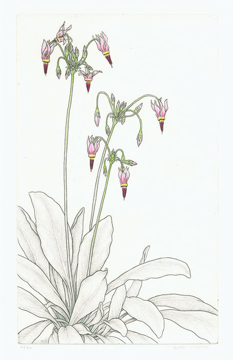 Bobbi Angell - Shooting Star - Dodecatheon meadia - etching with handcoloring 