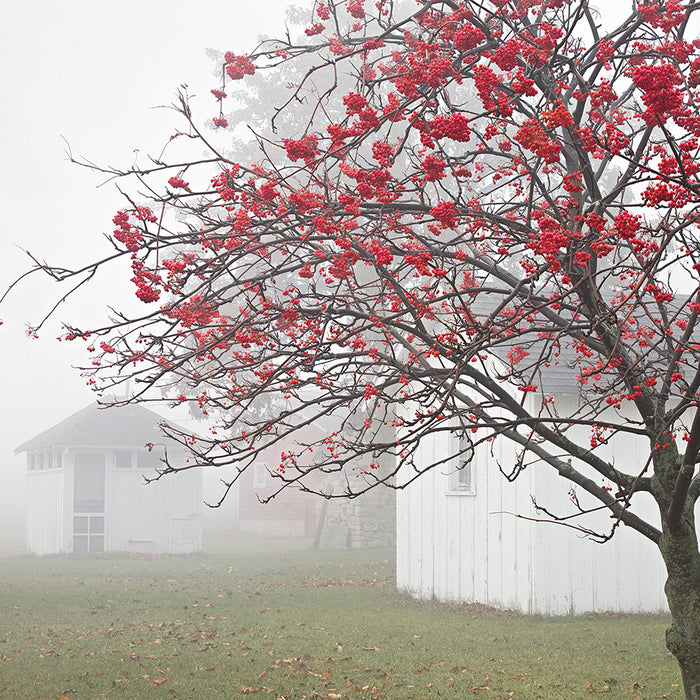 - by ANDERSON, Daniel - titled: Mountain Ash Berries and Wash House, Barbara's Farm, Door County