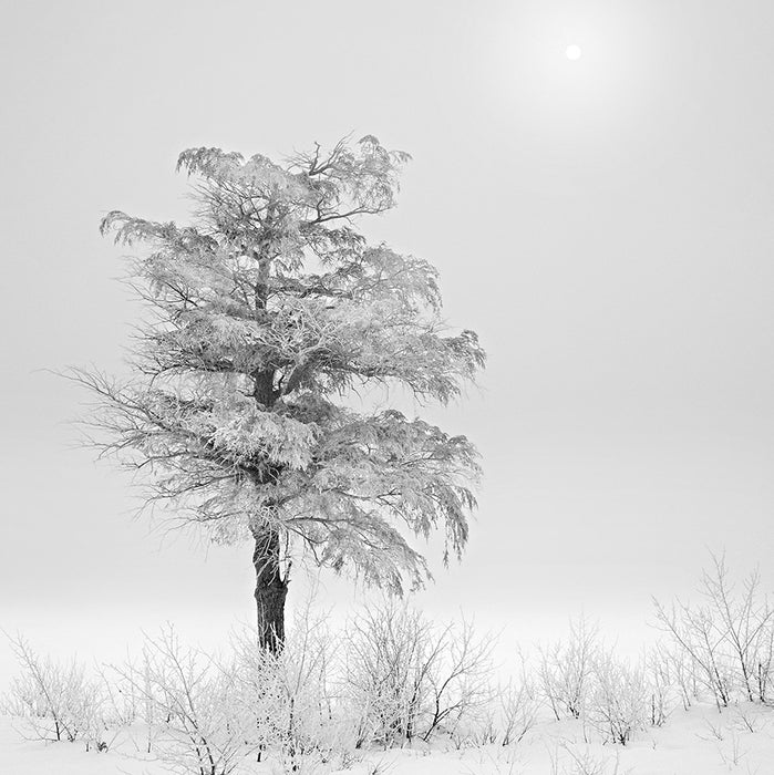 Black and white photograph - by ANDERSON, Daniel - titled: Ice Tree, Foggy Sun