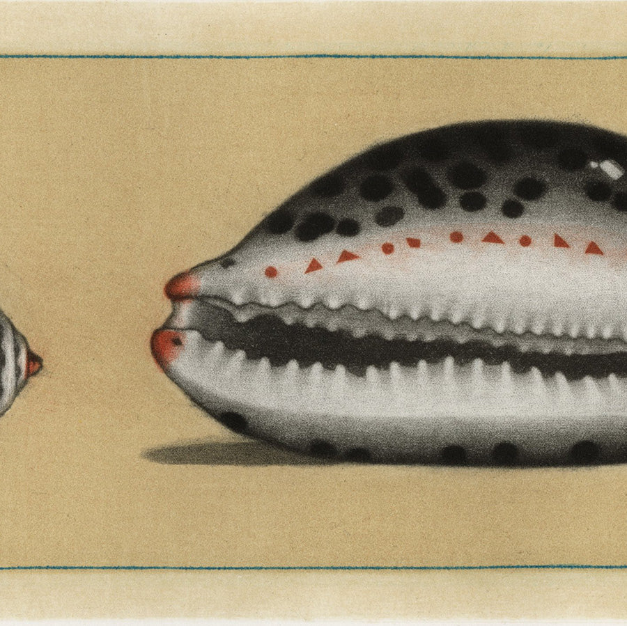 Michel Estebe - Porcelaine - spotted cowrie shells - cauri - cypraeidae - detail