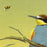 Erik VAN OMMEN - Bee-eater with bee -  Bijeneter met bij  detail