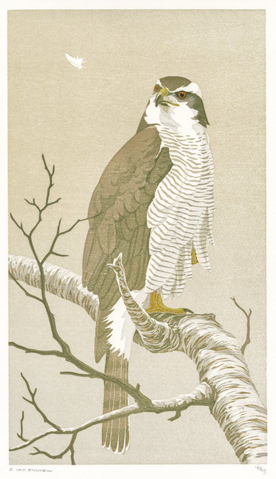 Color woodcut - by VAN OMMEN, Erik - titled: Hawk in the Mist