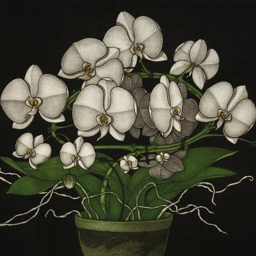 Michel Estebe - Orchidee Blanc - Mezzotint - first state - detail