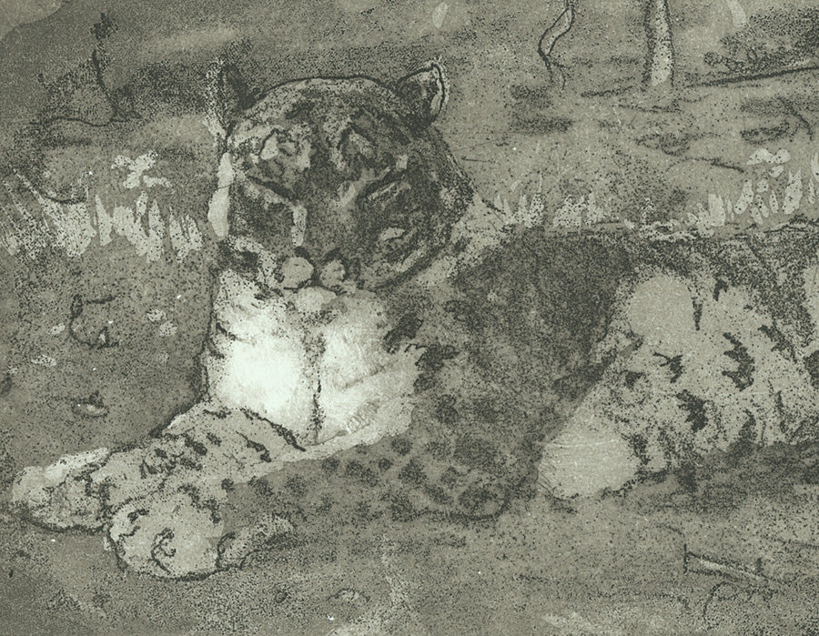 Anna Jeretic - Snow Leopard Resting - 2007 - etching aquatint