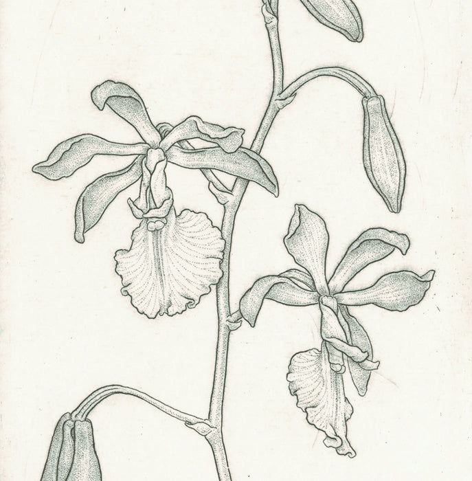 Etching - by ANGELL, Bobbi - titled: Orchid Trio