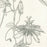 Passion Flower - Passiflora 'Lady Margaret'