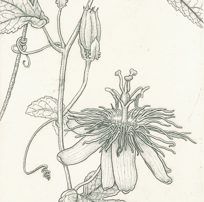 Etching - by ANGELL, Bobbi - titled: Passion Flower - Passiflora 'Lady Margaret'