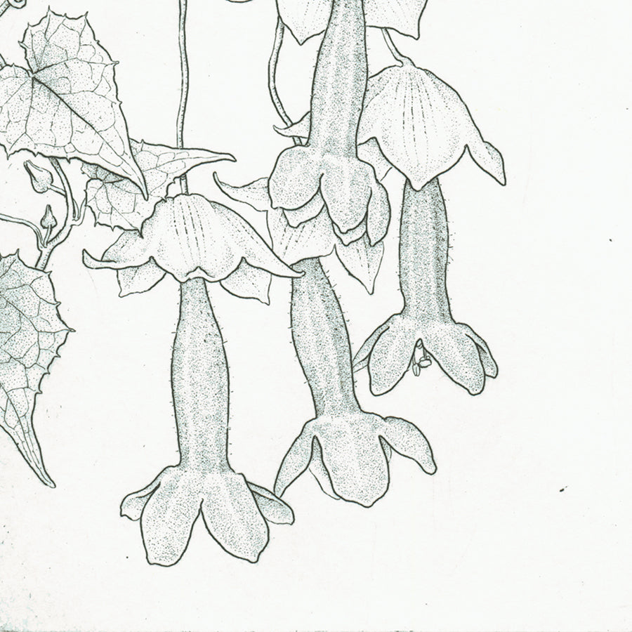 Purple Bell Vine - Rodochiton Astrosanguineum