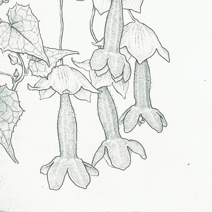 Etching - by ANGELL, Bobbi - titled: Purple Bell Vine - Rodochiton Astrosanguineum