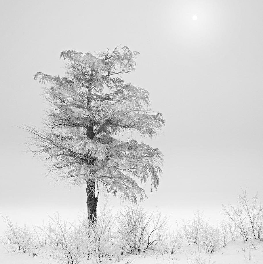 Ice Tree, Foggy Sun