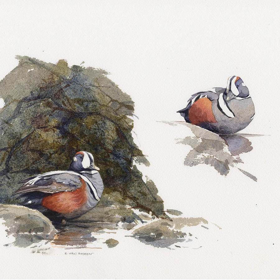 Erik Van Ommen - Harlekijneend - Harlequin Duck - watercolor - detail