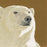 Erik Van Ommen - Ijsbeer - Polar Bear - color woodcut reduction gold - detail