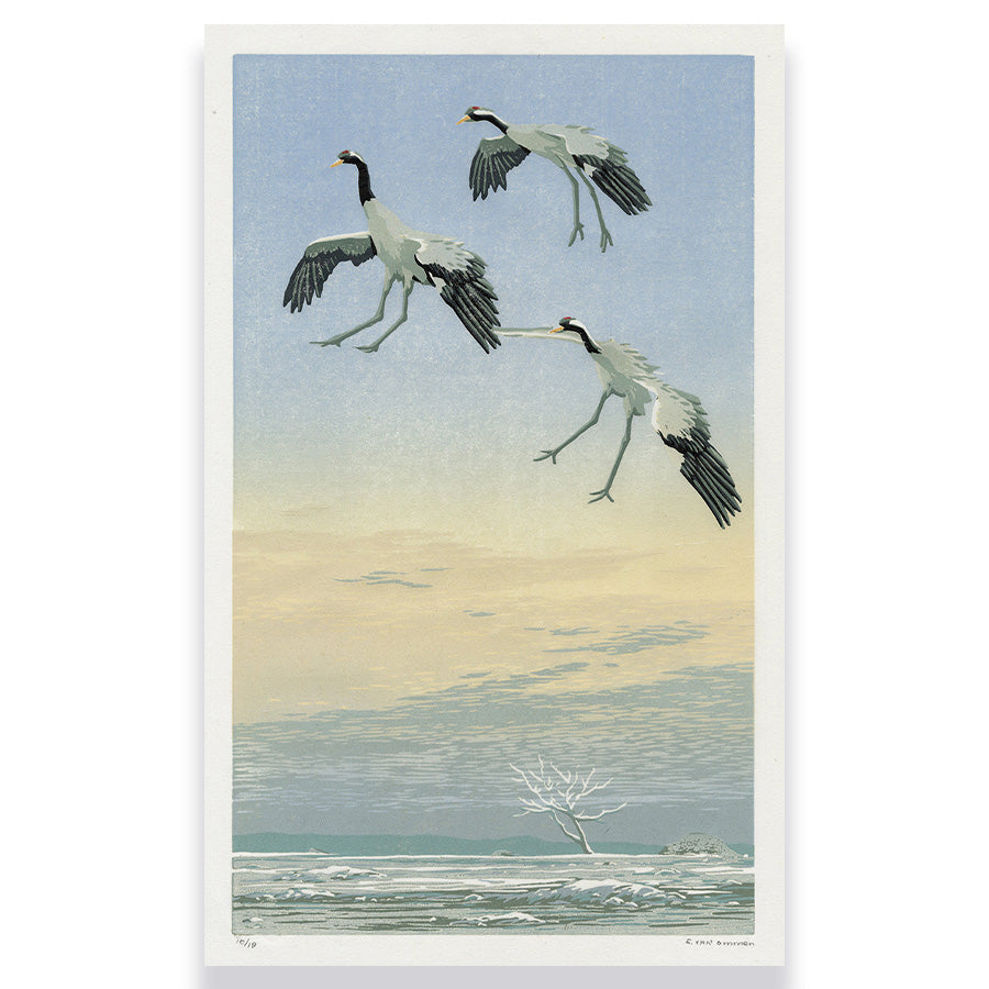 Erik van Ommen - Landende Kraanvogels - Landing Cranes - arctic birds - outstretched legs - detail