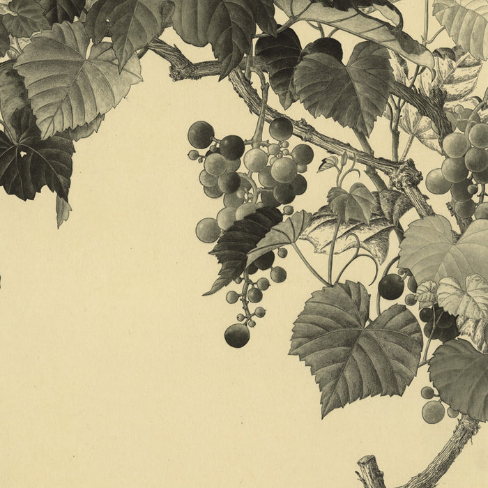 Etching and aquatint - by TAKEDA, Fumiko - titled: Grape Leaves