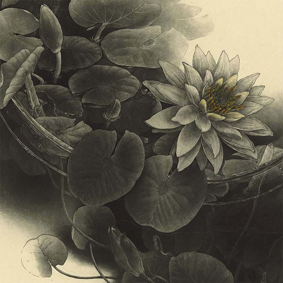 Fumiko Takeda - 武田 史子 - Water lily - ゆらぎ〜  - intaglio etching aquatint - detail