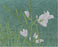 Grietje Postma - 2001 V -  flower - color woodcut reduction