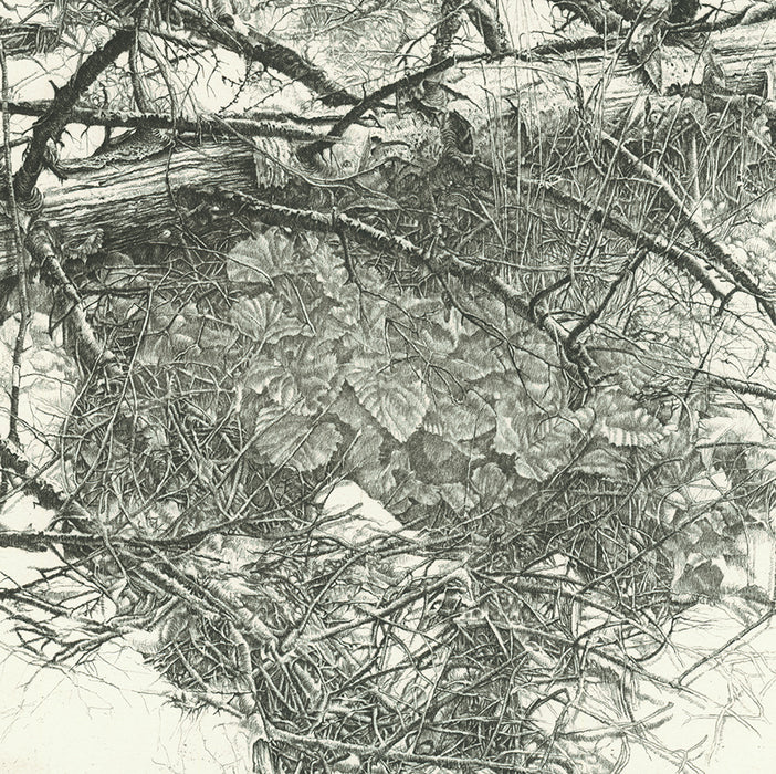 Livio Ceschin - Al tronco smunto dell'abete - Haggard Trunk of the Fir - scraggly branches - etching drypoint