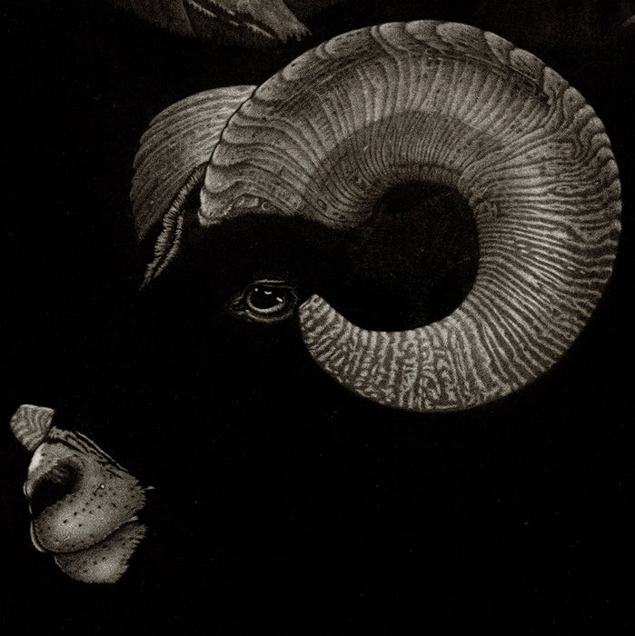 Michel Estebe - Muflon - Mouflon Sheep - curved horns - original mezzotint texture - black contrast - detail